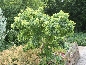 Robinia akacjowa (Robinia pseudoacacia) Twisty Baby [Lace Lady]